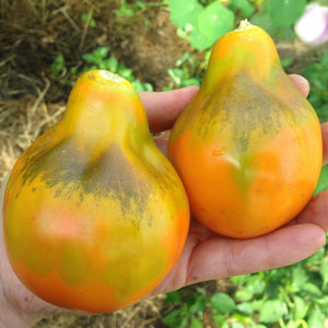 Giant Orange Pear Tomato