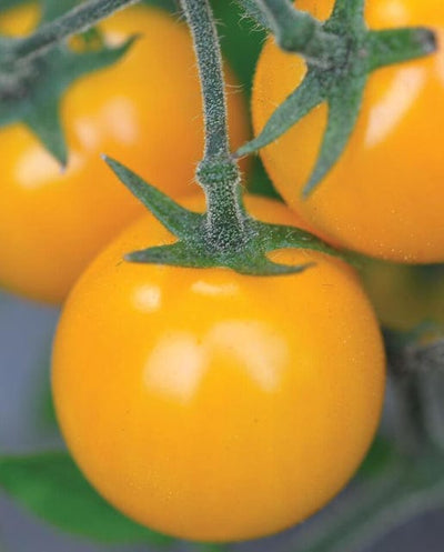 Organic Tomato Gold Nugget - West Coast Seeds