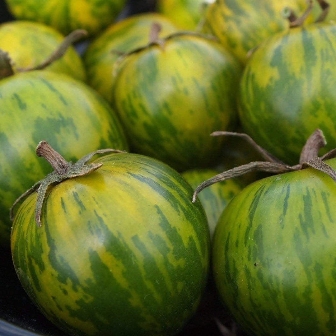 Tomato Green Zebra - Metchosin Farm