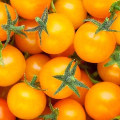 Honey Cherry Tomato