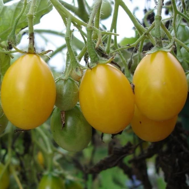 Tomato ildi - Metchosin Farm