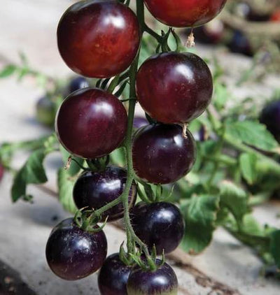 Organic Tomato Indigo Rose - West Coast Seeds