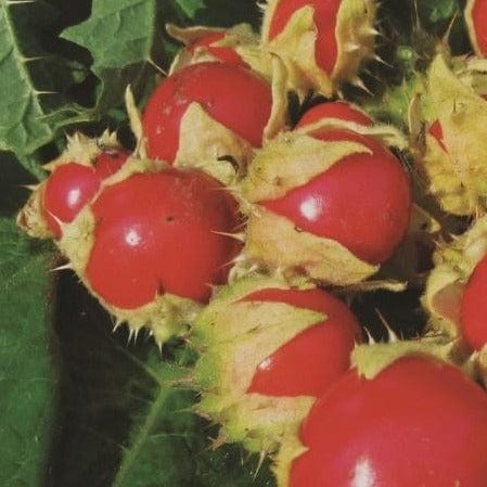 Tomato Litchi - Metchosin Farm