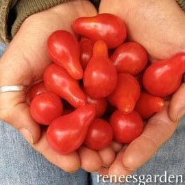 Tomato Red Pear - Renee's Garden Seeds