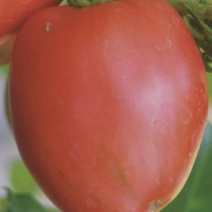 Tomato Maidas Kootenai Giant - Metchosin Farm