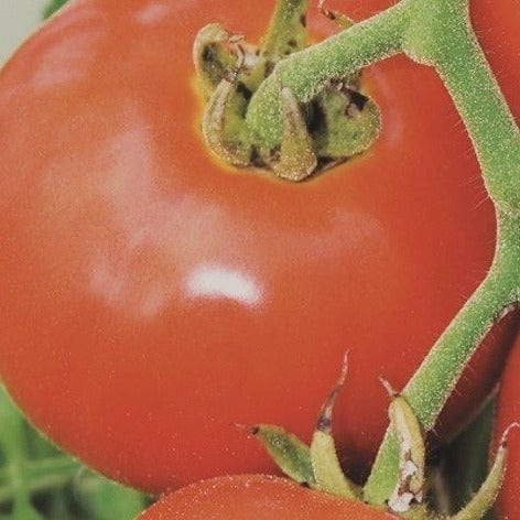 Tomato Manitoba