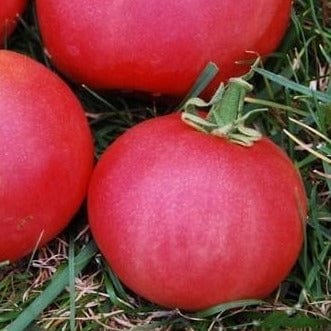 Tomato Metchosin Pink - Metchosin Farm