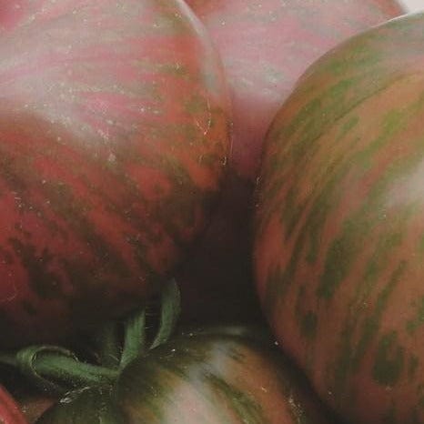 Tomato Pink Berkeley Tie Die - Metchosin Farm