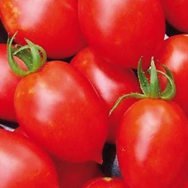 Tomato Principe Borghese - Metchosin Farm