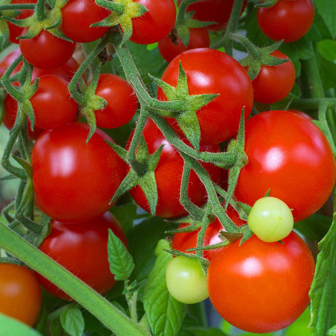 Tomato Red Cherry - Metchosin Farm