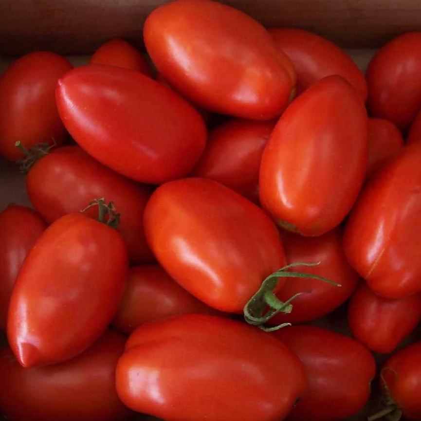 Tomato Red Plum - Metchosin Farm