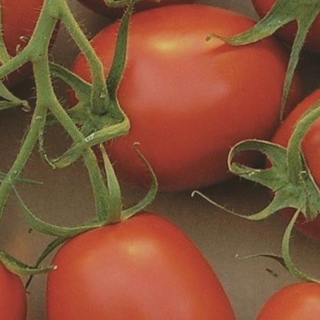 Tomato Red Roma - Metchosin Farm