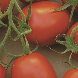 Tomato Red Roma - Metchosin Farm