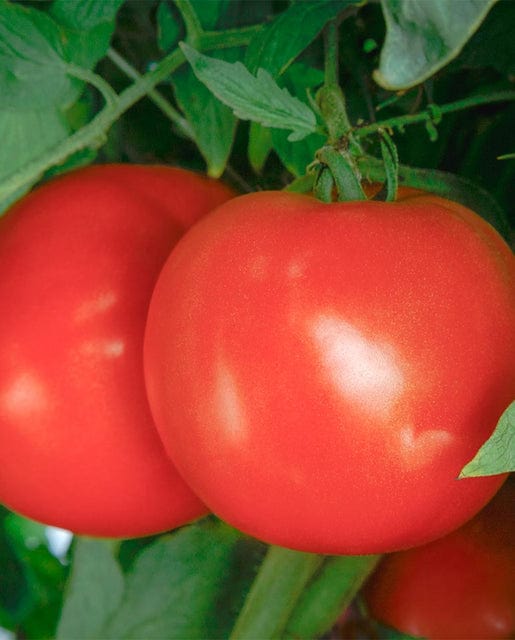 Organic Tomato Roadster - West Coast Seeds