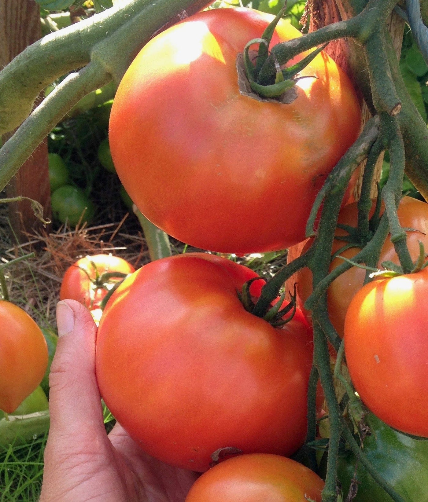 Organic Tomato Rocket - Metchosin Farm Seeds