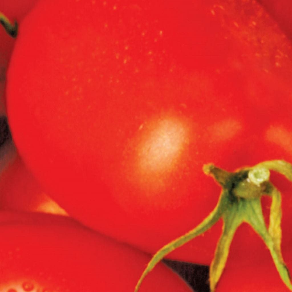 Organic Tomato Roma - McKenzie Seeds