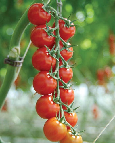 Organic Tomato Sakura - West Coast Seeds