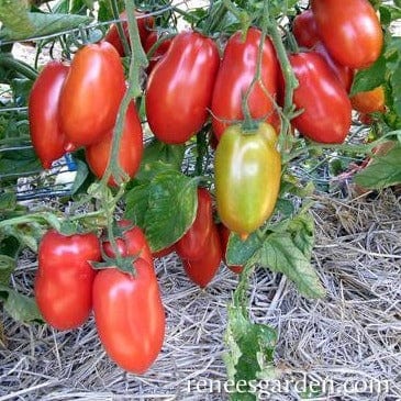 Tomato San Marzano - Renee's Garden Seeds