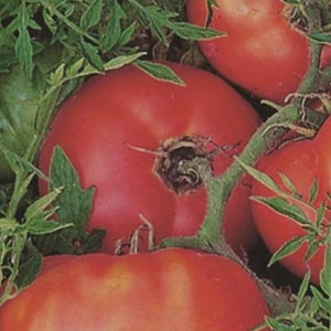 Tomato Silvery Fir - Metchosin Farm