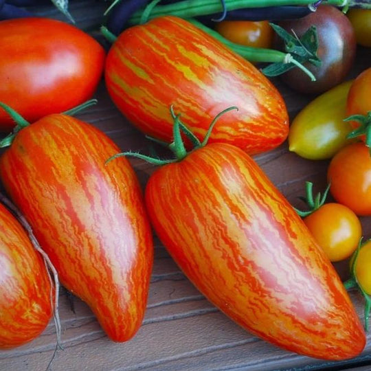 Tomato Speckled Roma - Metchosin Farm