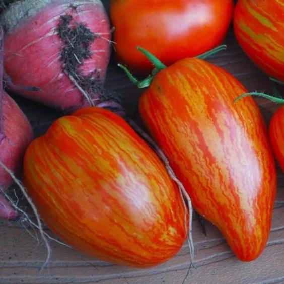 Tomato Speckled Roma - Metchosin Farm