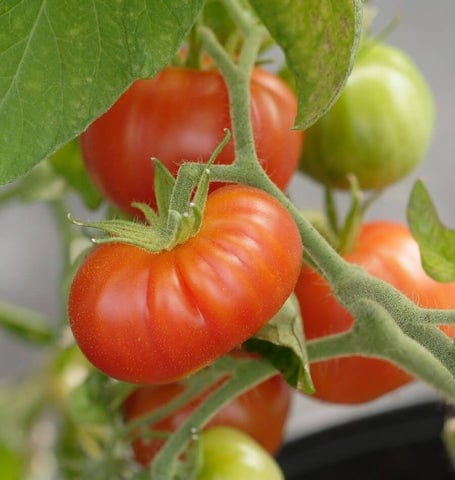 Organic Tomato Stupice  - West Coast Seeds