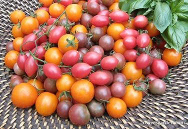 Organic Tomato Sweet Treats Mix - Renee's Garden