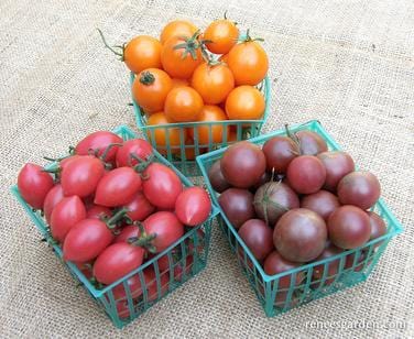 Organic Tomato Sweet Treats Mix - Renee's Garden