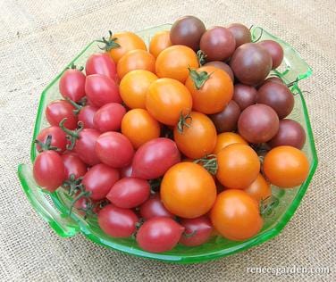 Organic Tomato Sweet Treats Mix - Renee's Garden