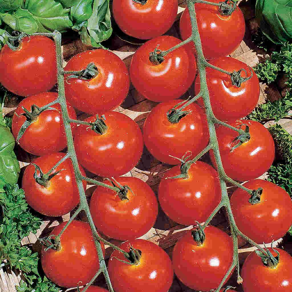 Organic Tomato Sweetie - McKenzie Seeds