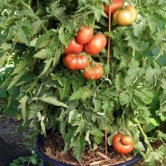 Tomatoe Tasmanian Chocolate - Renee's Garden