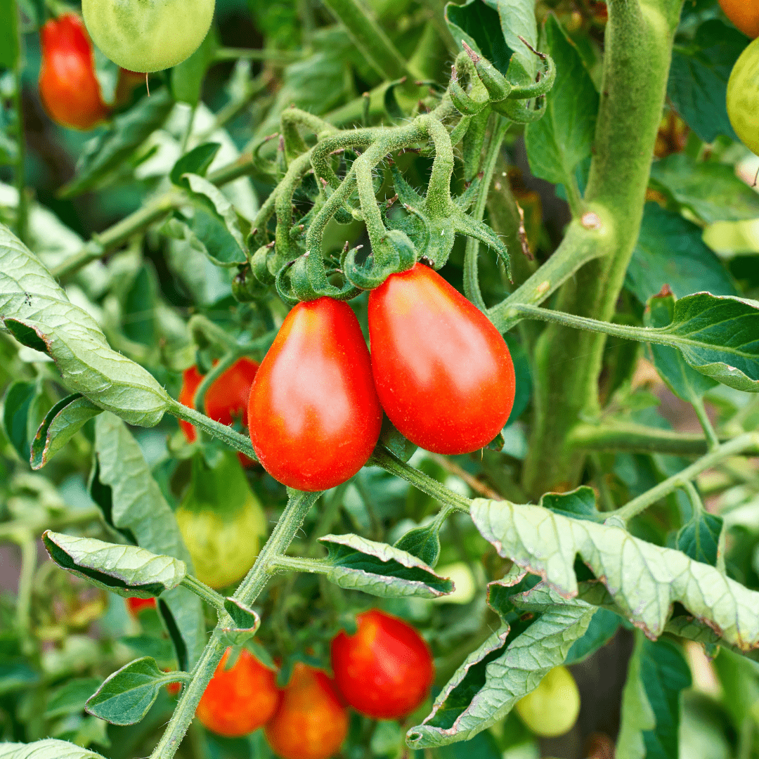 Organic Tomato Teardrop - Metchosin Farm Seeds