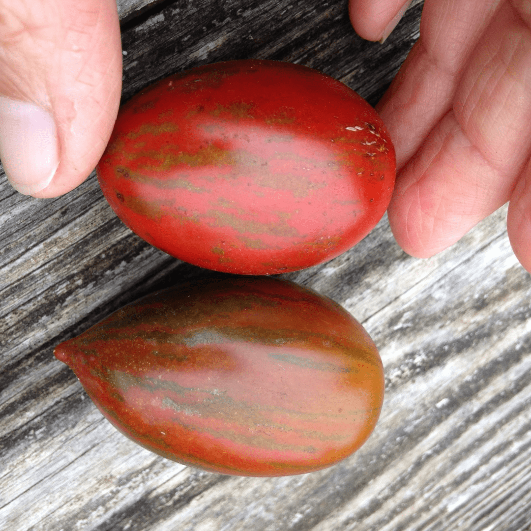 Organic Tomato Tiger Pear - Metchosin Farm Seeds