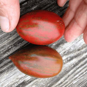 Organic Tomato Tiger Pear - Metchosin Farm Seeds