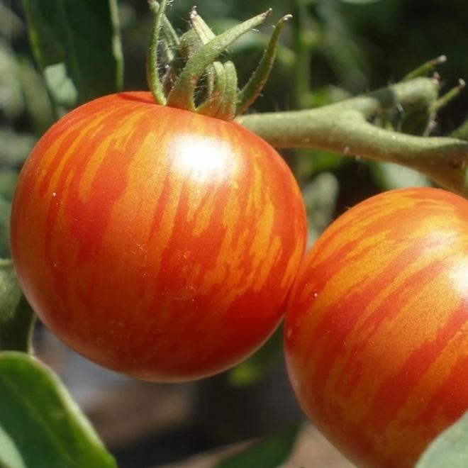 Tomato Tiger Tom - Metchosin Farm