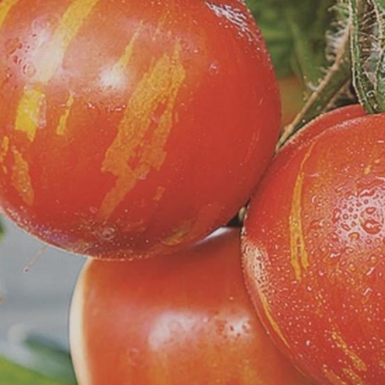 Tomato Tigerella - Metchosin Farm