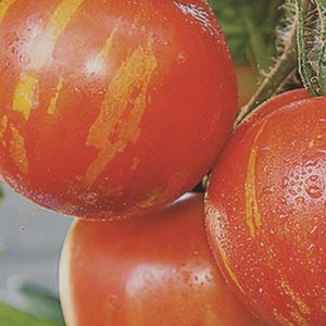 Tomato Tigerella - Metchosin Farm