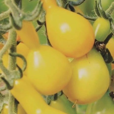 Tomato Yellow Pear - Metchosin Farm