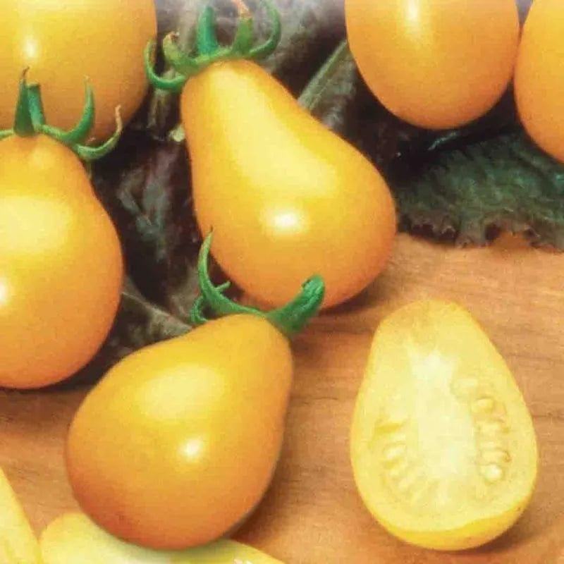 Organic Tomato Yellow Pearshaped - McKenzie Seeds