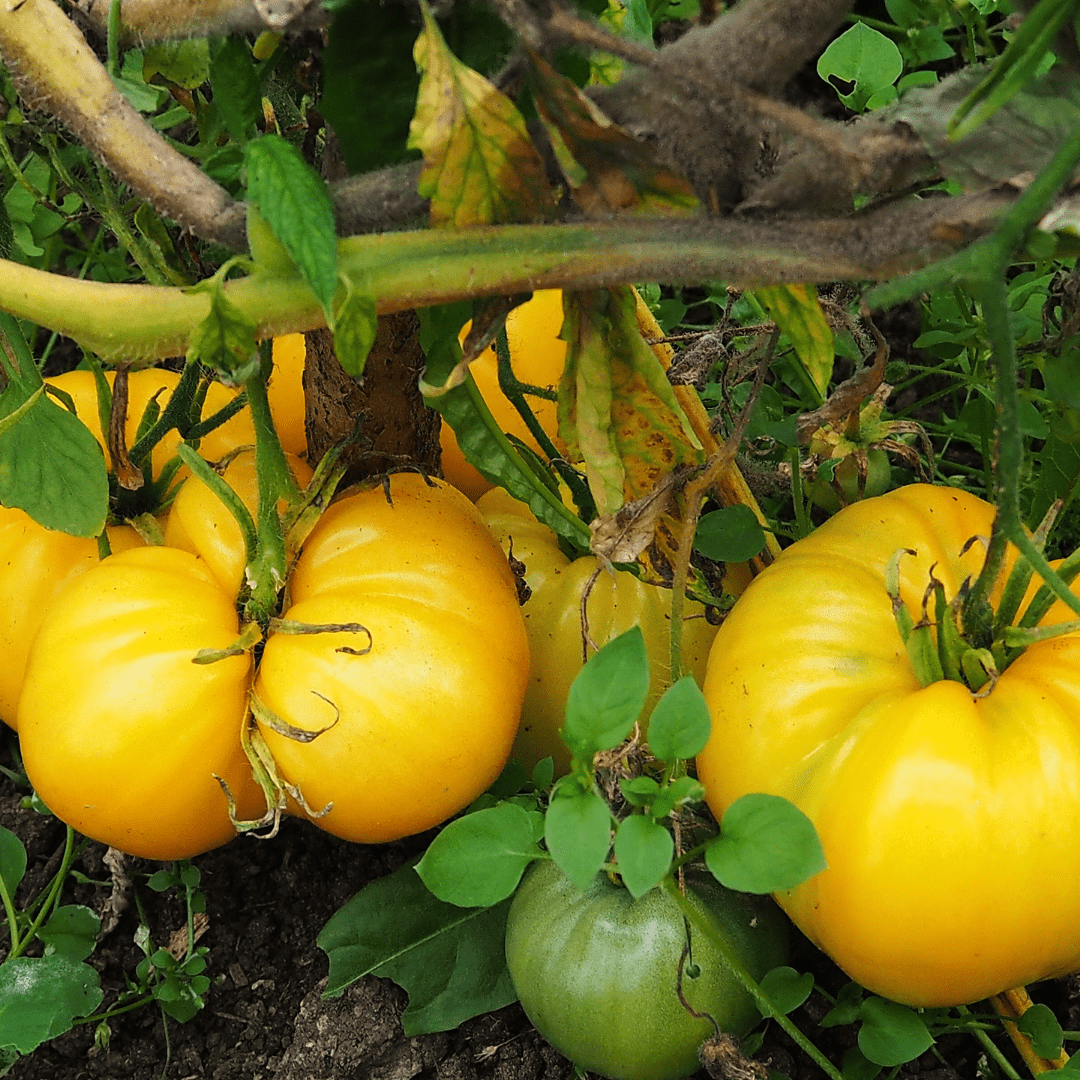Organic Tomato Yellow Stuffer - Metchosin Farm Seeds