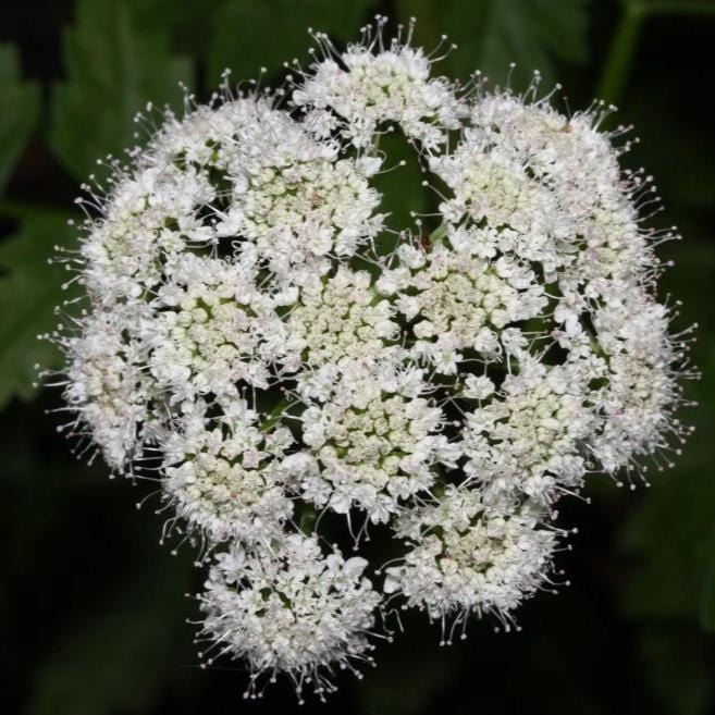 Valerian - Metchosin Farm
