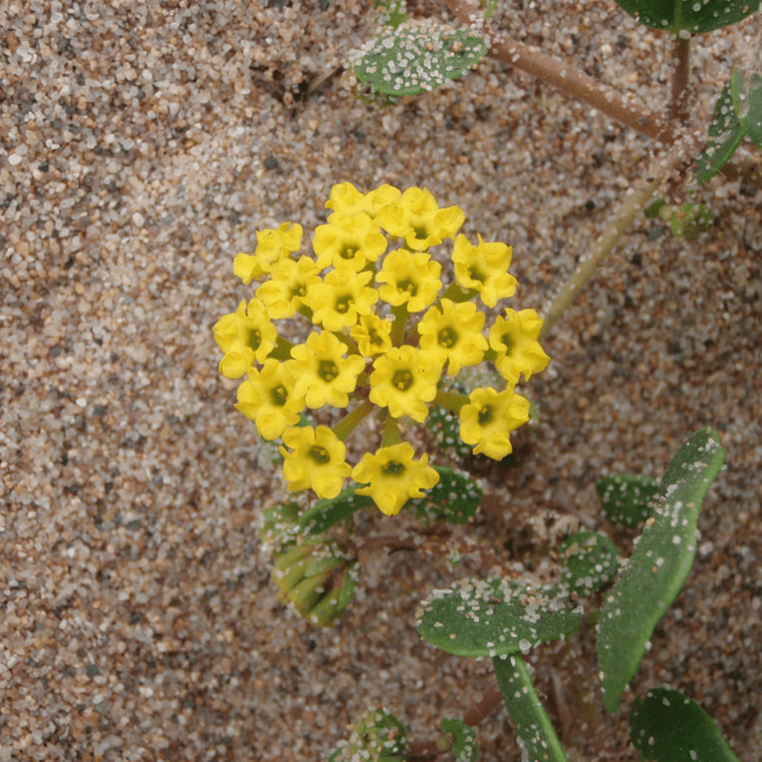 Organic Verbena Yellow Sand - Metchosin Farm Seeds