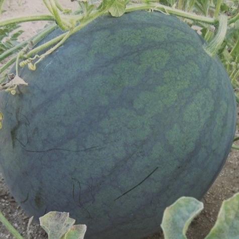 Watermelon Sugar Baby - Metchosin Farm