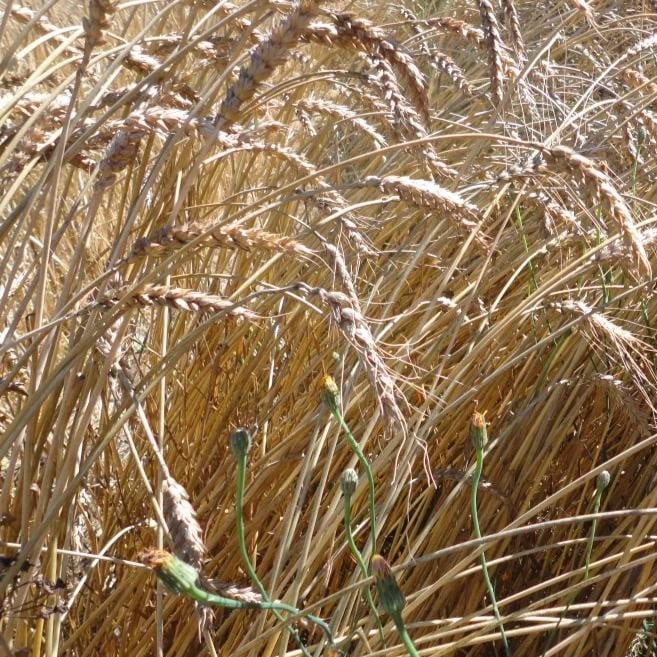 Red Fife Wheat - Metchosin Farm