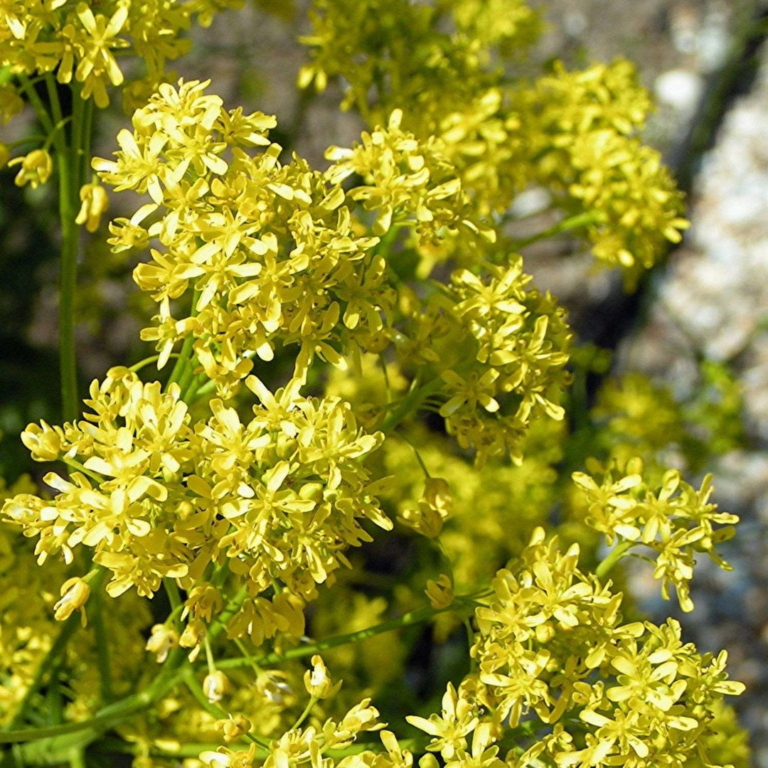 Woad - Metchosin Farm