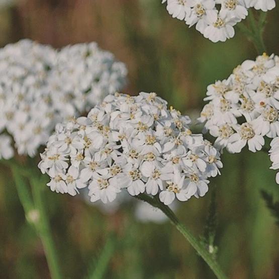 Yarrow - Metchosin Seed