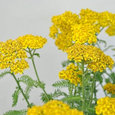 Yellow Yarrow - Metchosin Farm