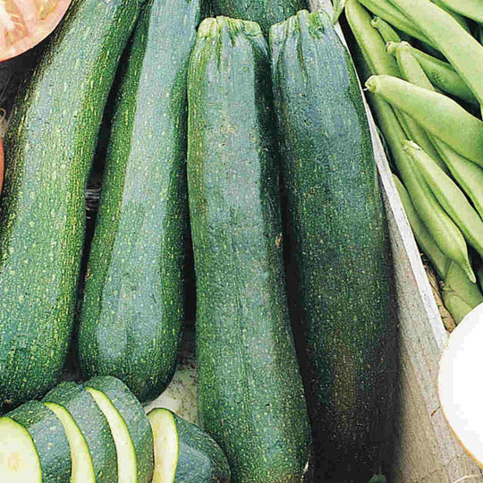 Organic Zucchini Black Beauty - McKenzie Seeds