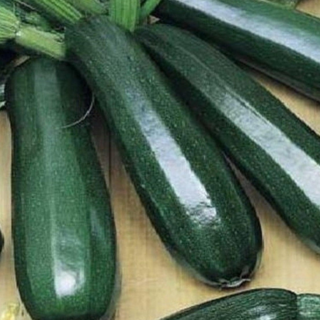 Zucchini Black Beauty - Metchosin Farm