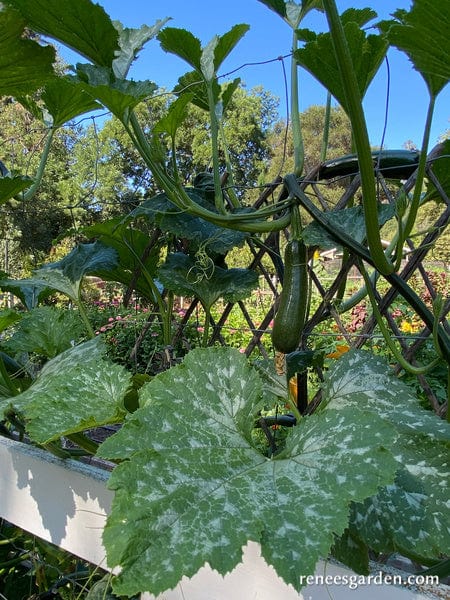 Organic Zucchini Incredible Escalator - Renee's Garden